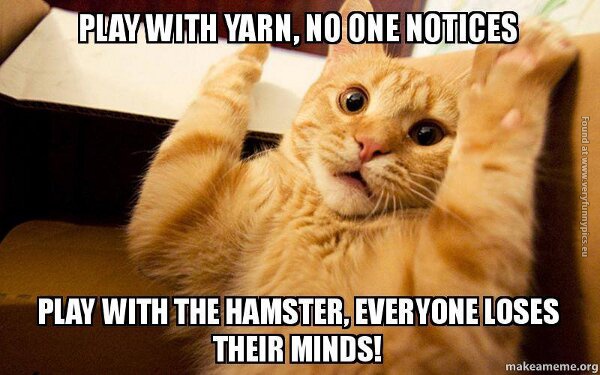 funny cat pictures play with a yarn