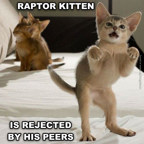 funny cat pictures raptor kitten