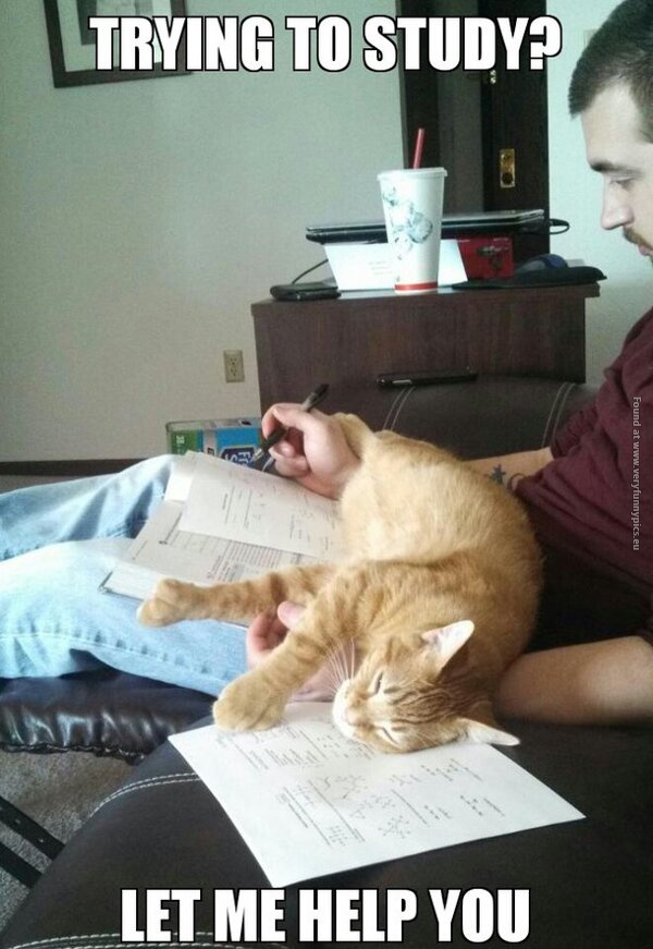 funny cat pictures trying to study