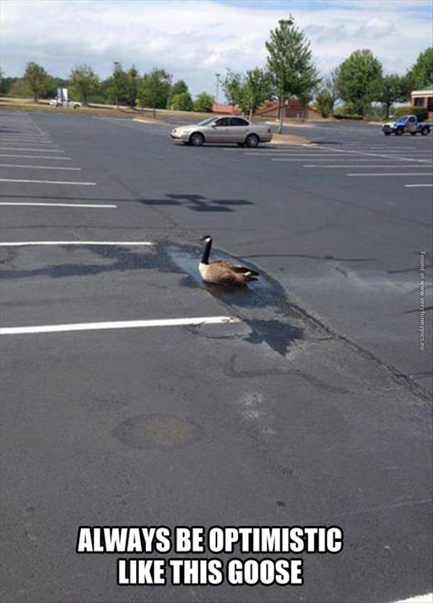 funny pictures always be optimistic like this goose