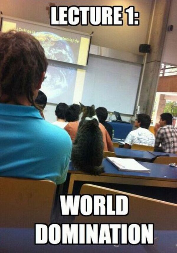 funny pictures cat in class world domination lesson one