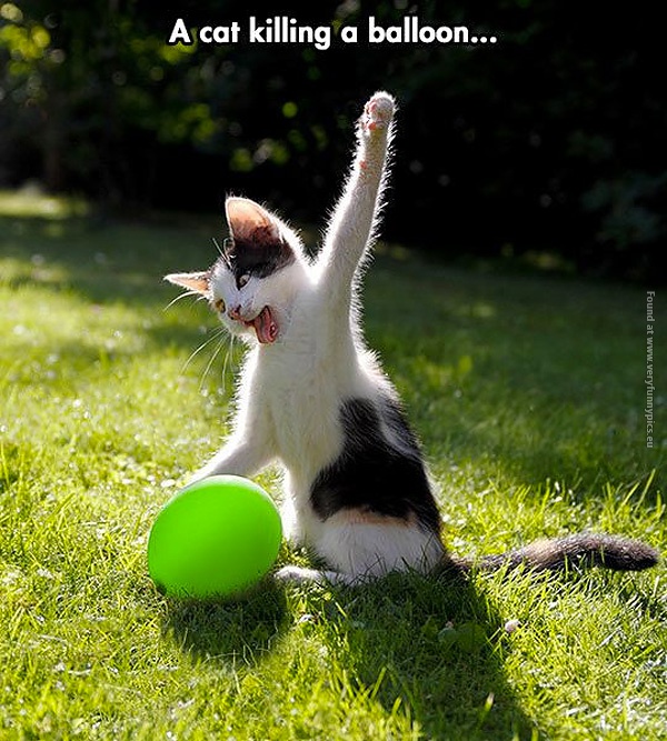 funny-pictures-cat-killing-a-balloon
