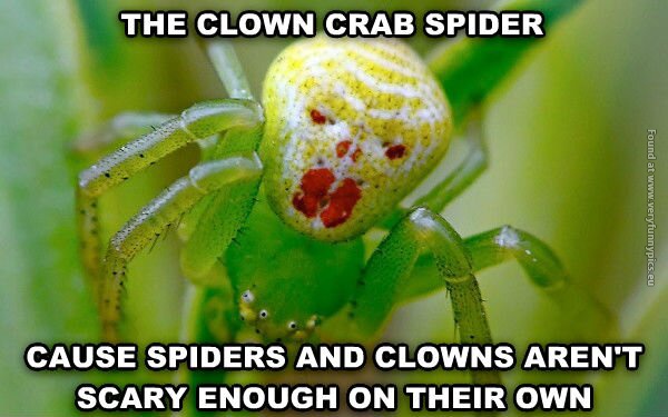 funny pictures clown crab spider