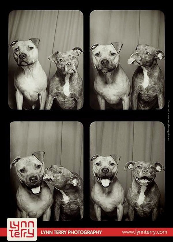 funny pictures dog photo shoot