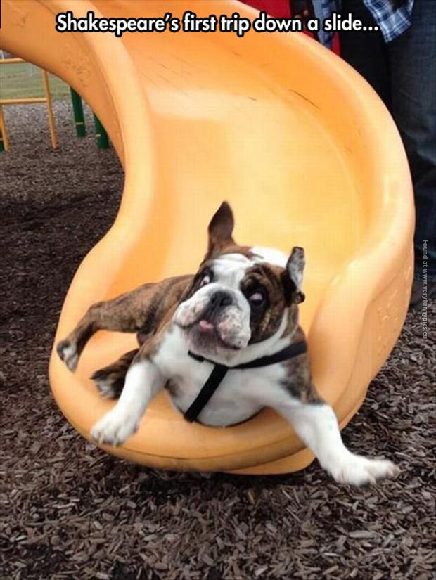 funny pictures dogs first time down a slide