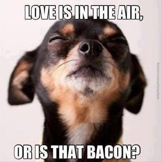 funny pictures love is in the air or is it bacon