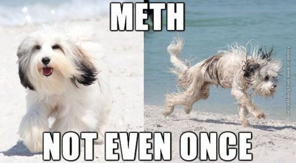 funny pictures meth dog not even once