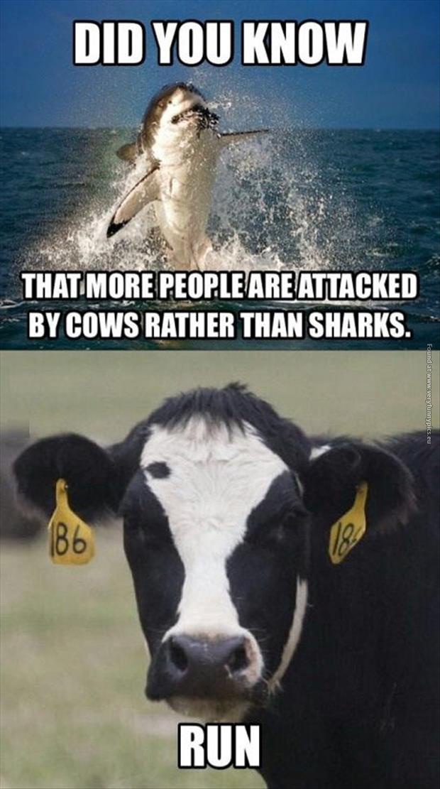 funny pictures more people attacked by cows than sharks