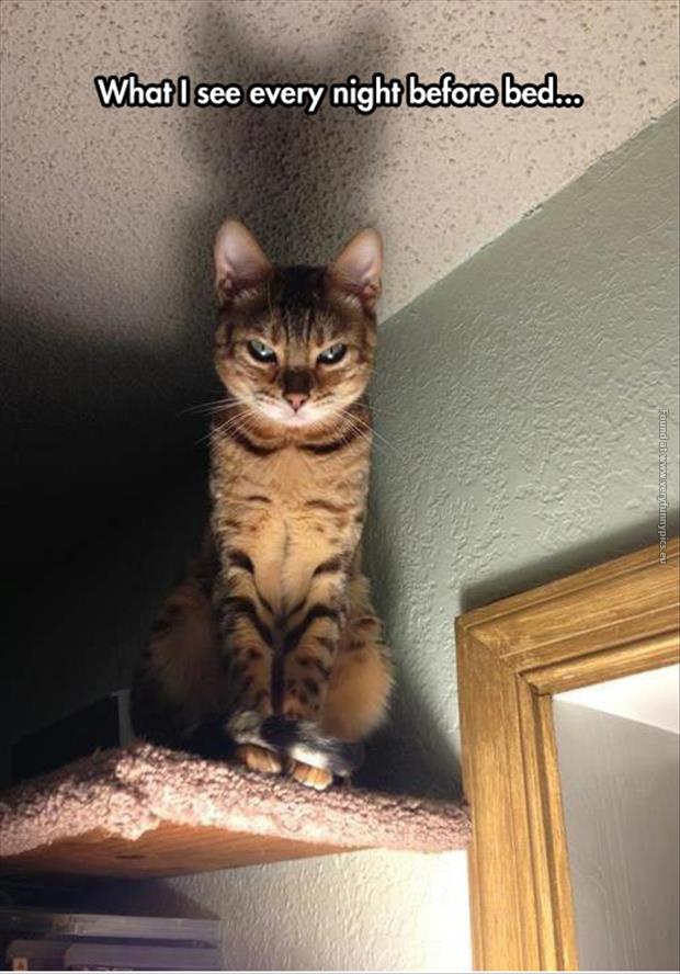 funny pictures my cat is plotting something