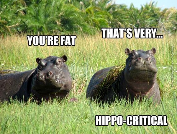 funny-pictures-youre-fat-hippo-critical-pun
