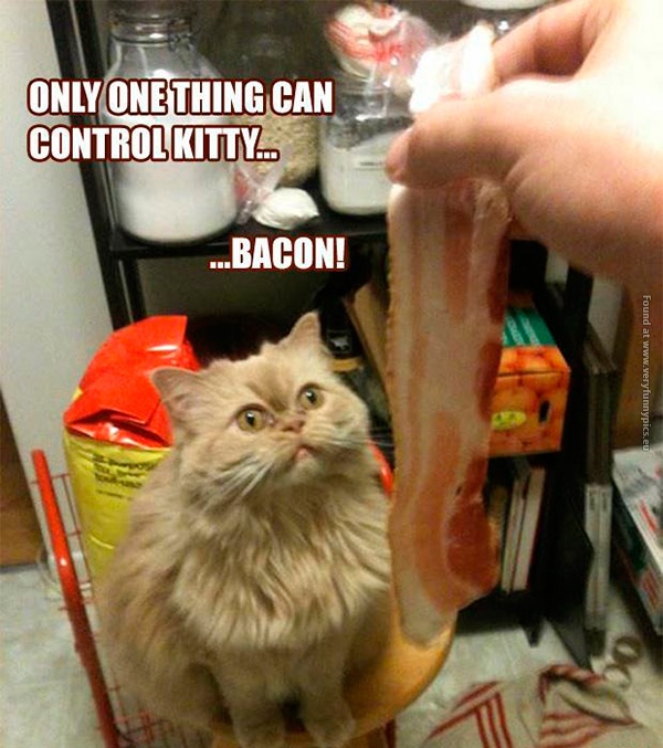 funny-cat-pictures-how-to-control-a-cat-with-bacon
