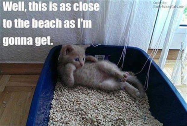funny cat pictures litter box beach