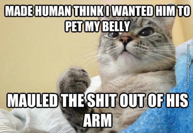 funny cat pictures mauled his arm success cat