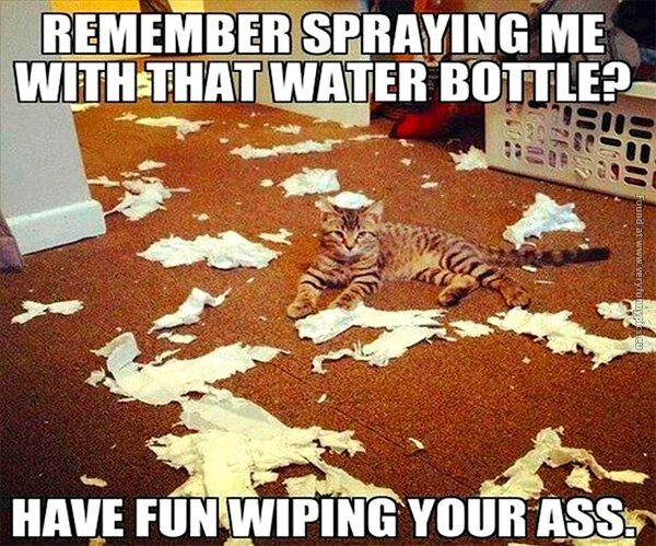 funny-cat-pictures-revenge-water-bottle-spray