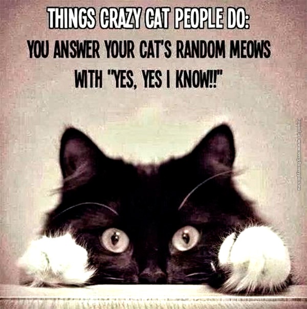 funny-cat-pictures-things-crazy-cat-people-do
