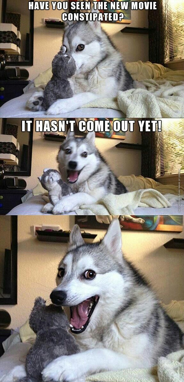 funny-pictrues-pun-husky-the-new-movie-constipated