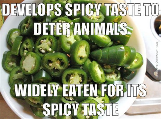 funny pictures bad luck jalapenos