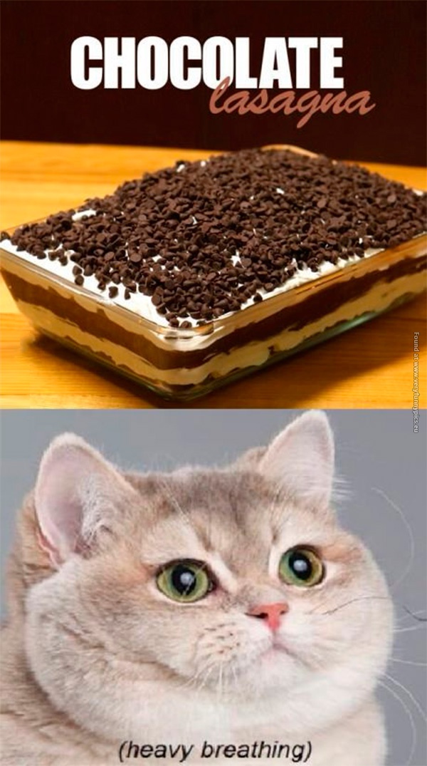 funny-pictures-chocolate-lasagna-heavy-breathing-cat