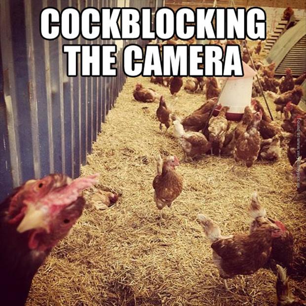 funny pictures cock blocking the camera