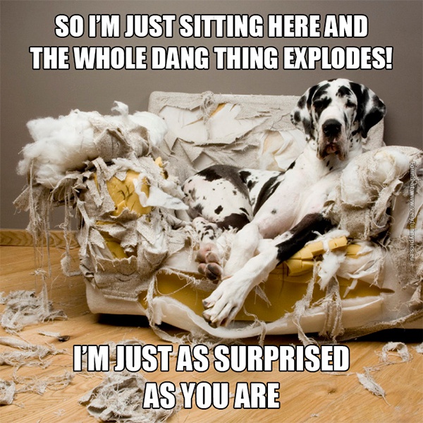 funny-pictures-dog-exploding-couch