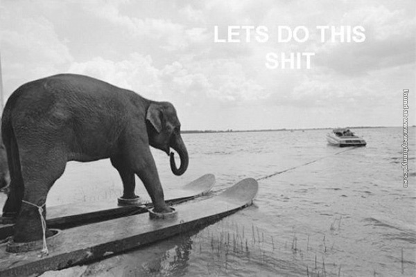 funny-pictures-elephant-on-water-ski-lets-do-this-shit