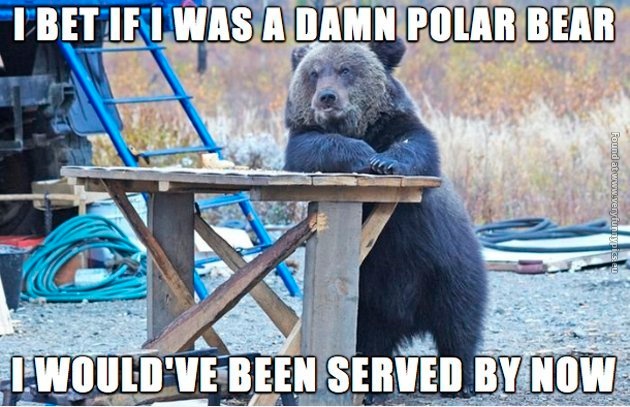 funny-pictures-if-i-was-a-polar-bear-i-wouldve-been-served
