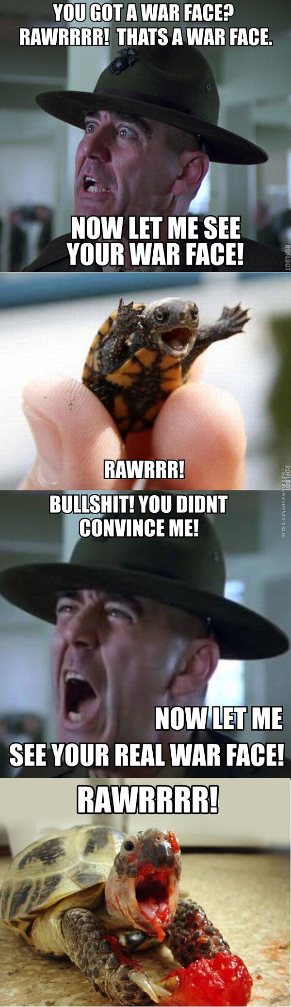 funny pictures let me see your war face turtle