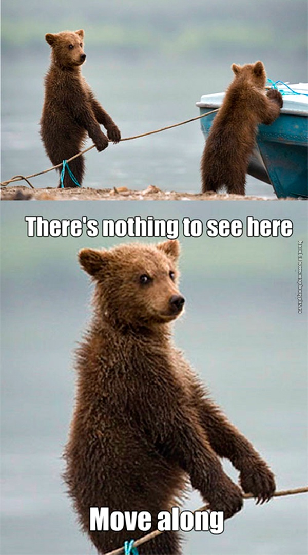 funny-pictures-nothing-to-see-here-bears-move-along