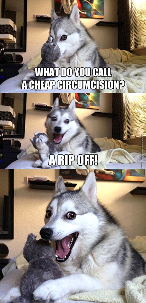 funny pictures pun husky cheap circumcision