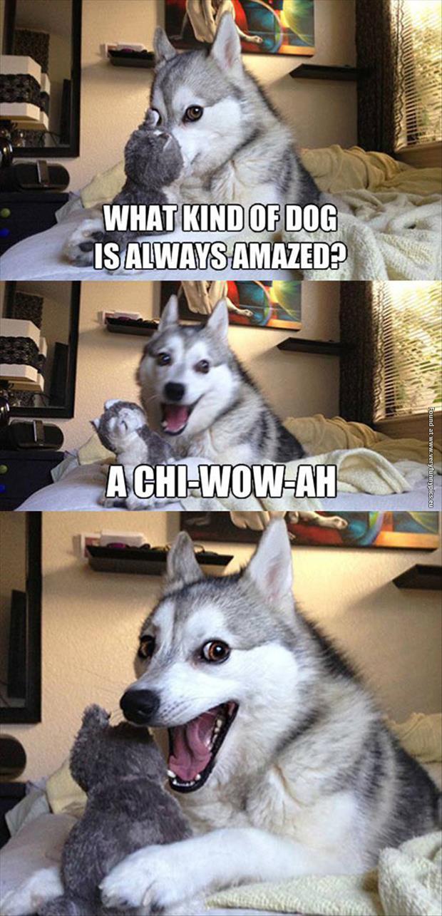 funny pictures pun husky chi wow wa