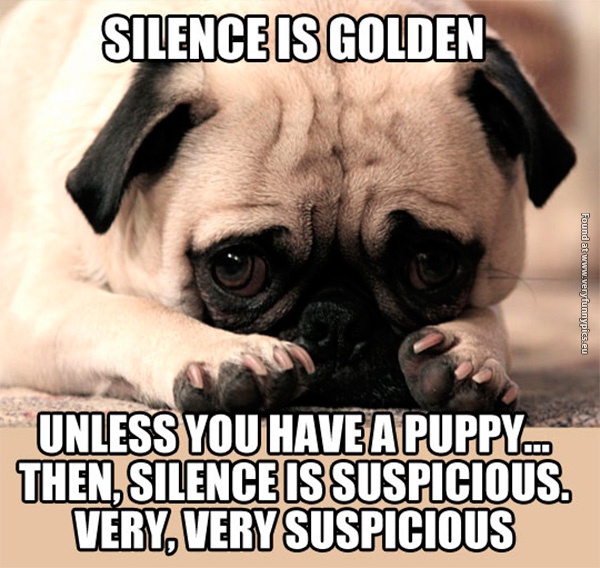 funny-pictures-silence-is-golden-unless-you-have-a-puppy