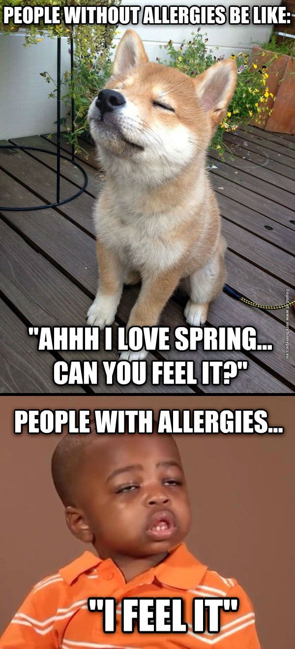 funny pictures spring allergies