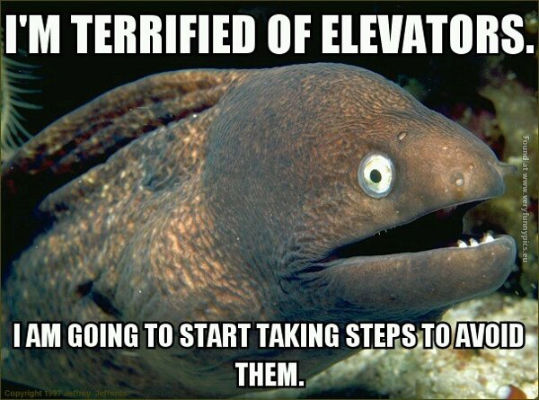 funny pictures terrified of elevators pun