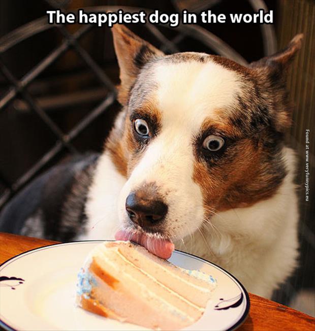 funny pictures the happiest dog in the world