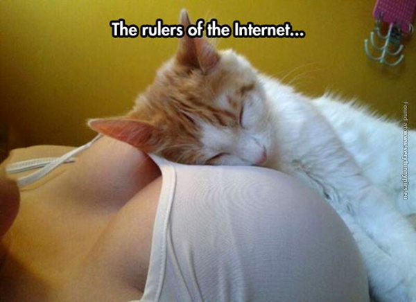 funny pictures the rulers of internet cat breast