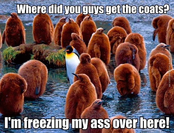 funny-pictures-where-did-you-get-the-coats-penguin
