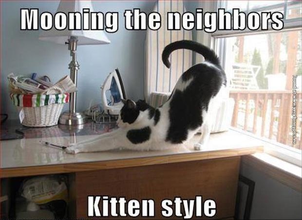 funny-cat-pictures-mooning-the-neighbors-kitten-style