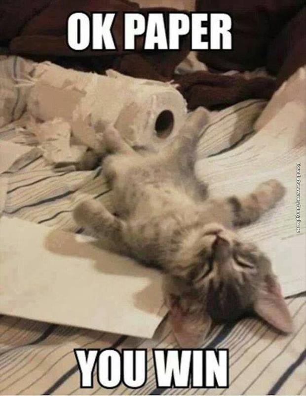 funny cat pictures paper win