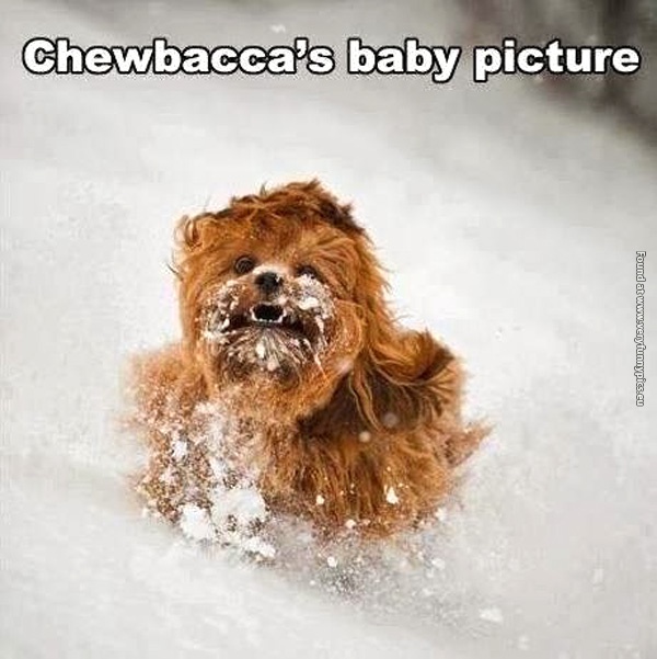 funny-pictures-chewbacca-baby-picture