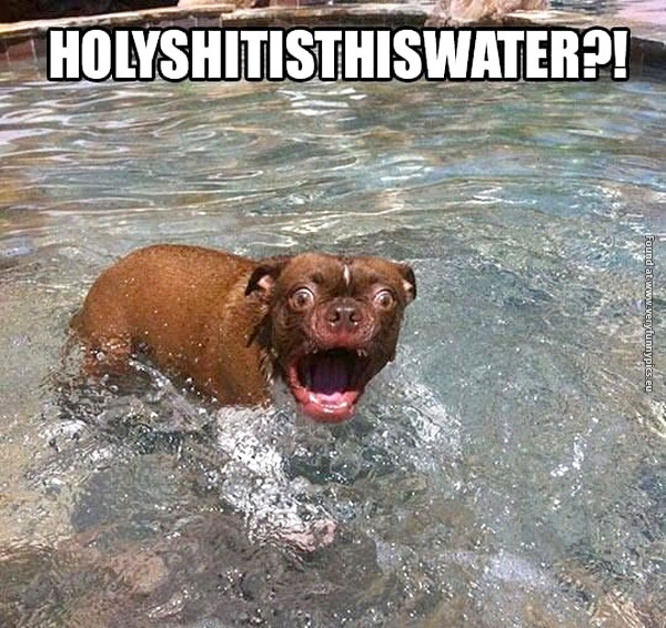 funny-pictures-happy-dog-in-water