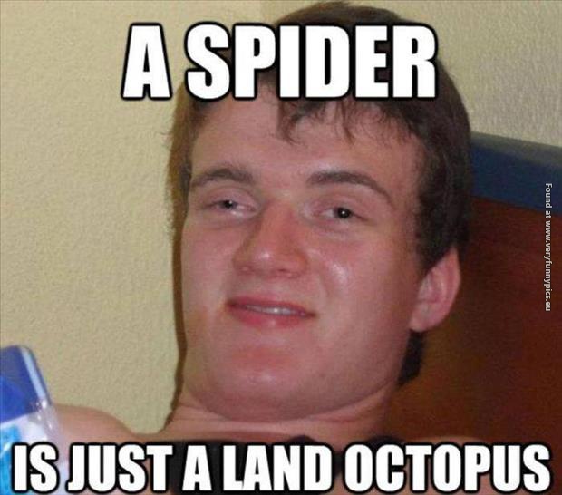 funny pictures high guy spider is a land octopus