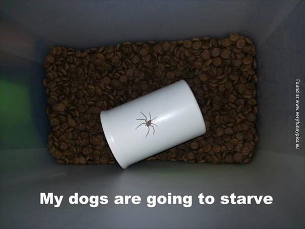 funny pictures my dogs will starve spider