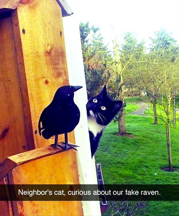 funny-cat-pictures-curous-about-our-fake-raven