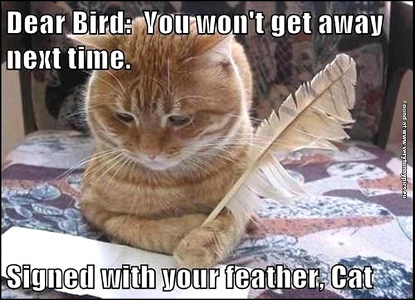 funny-cat-pictures-dear-bird-you-wont-get-away-next-time