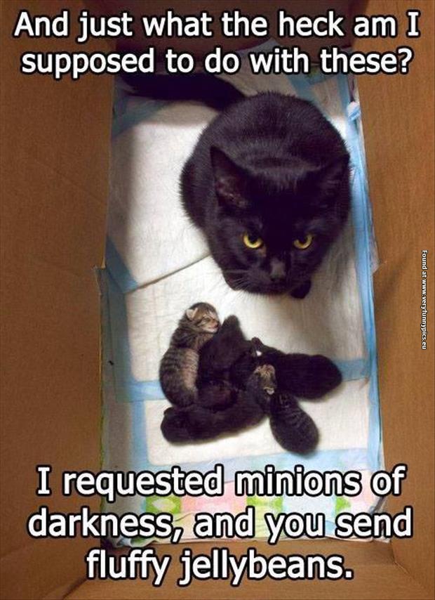 funny cat pictures minions of darknes