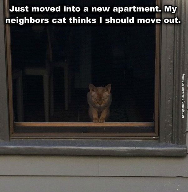 funny-cat-pictures-my-neighbors-cat-think-i-should-move-out