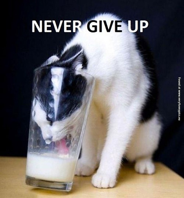 funny-cat-pictures-never-give-up