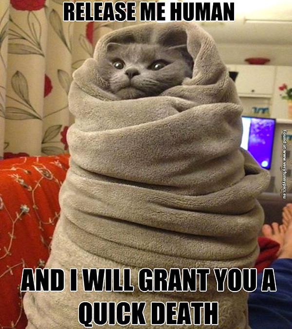 funny-cat-pictures-release-me-human-cat-in-a-towel