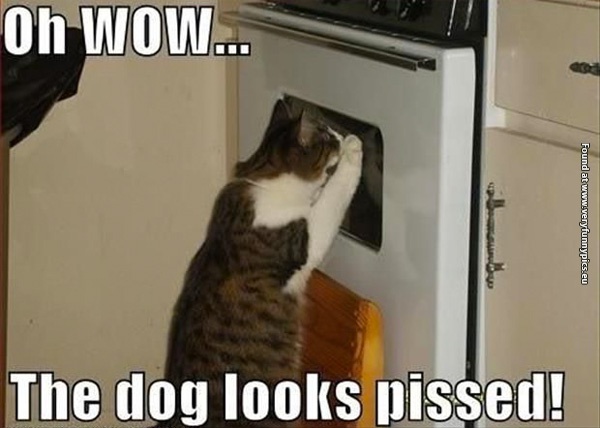 funny-cat-pictures-the-dog-looks-pissed