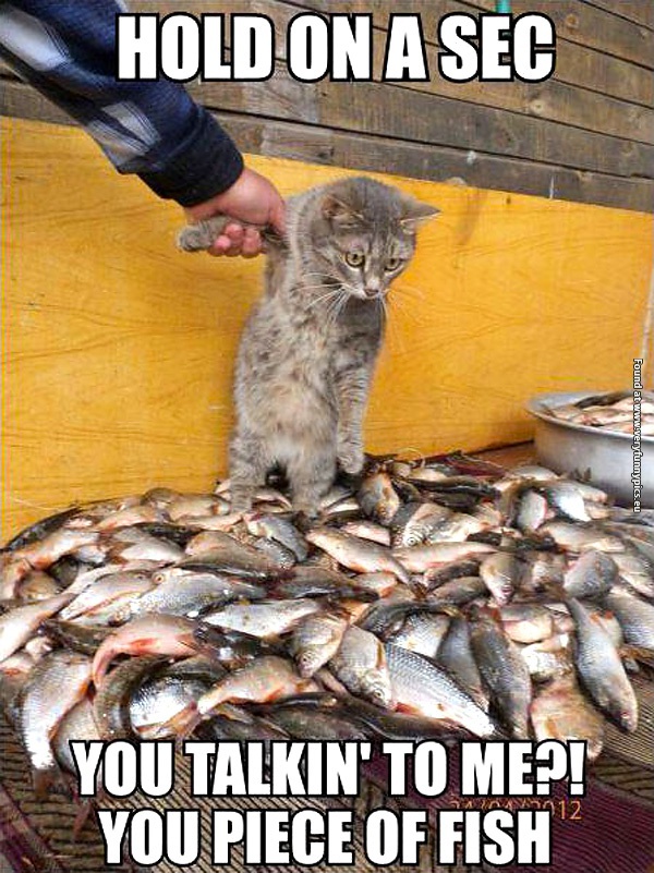 funny-cat-pictures-you-talking-to-me-you-piece-of-fish